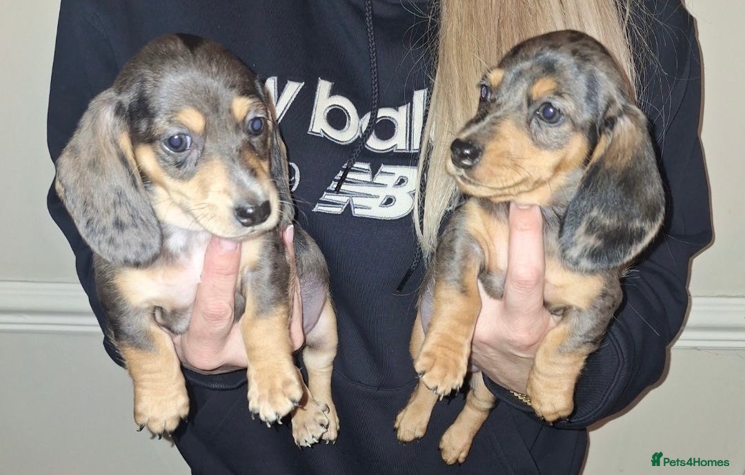 Dachshund dogs Miniature dachshunds boys and girls  - Advert 10