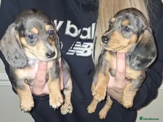 Dachshund dogs Miniature dachshunds boys and girls - Advert 10