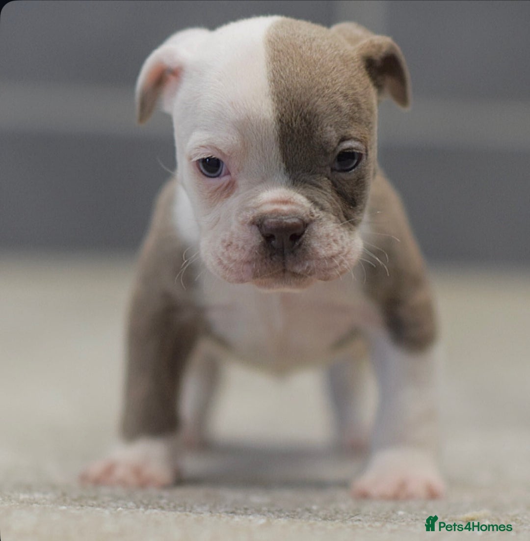 Olde English Bulldogge dogs for sale: 5⭐️COUNCIL APPROVED,LICENSED, 23 YEARS EXPERIENCE. - Advert 2