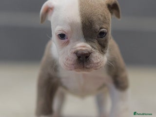 Olde English Bulldogge dogs 5⭐️COUNCIL APPROVED,LICENSED, 23 YEARS EXPERIENCE. - Advert 3