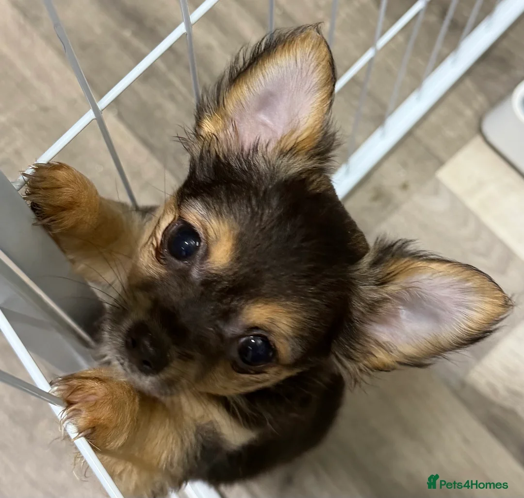 Chihuahua dogs for sale: Female, Stunning Black tri colour LC  - Advert 5