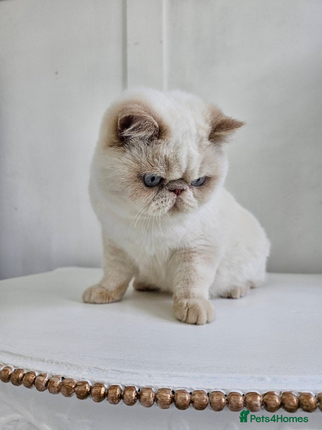 Exotic cats for sale: Chunky GCCF reg pedigree male exotic SH kitten  - Advert 13