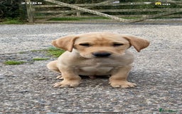Labrador Retriever dogs for sale: KC Reg Labrador Puppy **LAST ONE ** - Image 7
