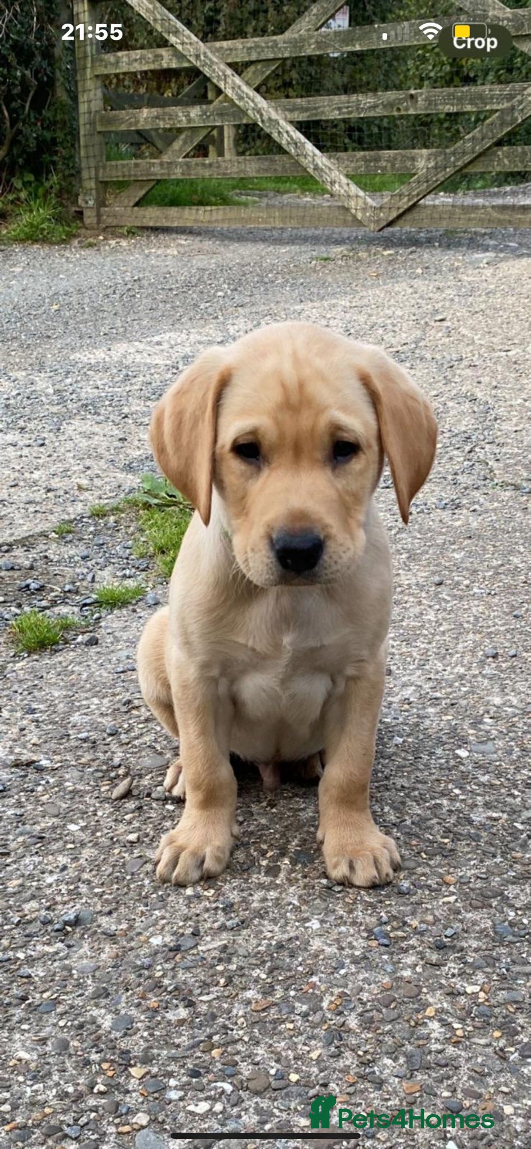 Labrador Retriever dogs for sale: KC Reg Labrador Puppy **LAST ONE ** - Image 7