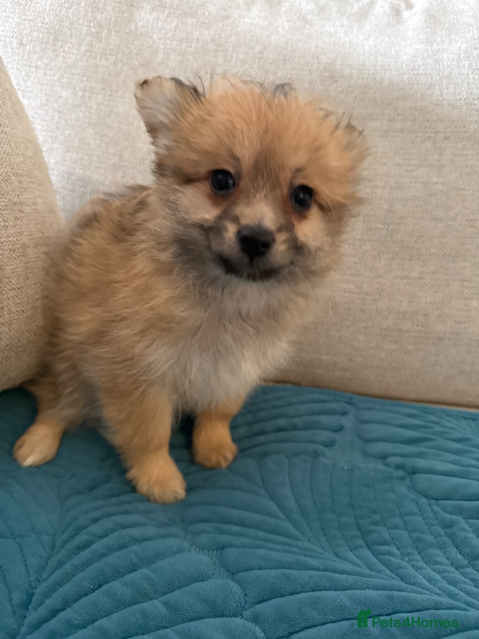 Mixed Breed dogs RARE-LAST BOY Shirarian champion lines  - Advert 1