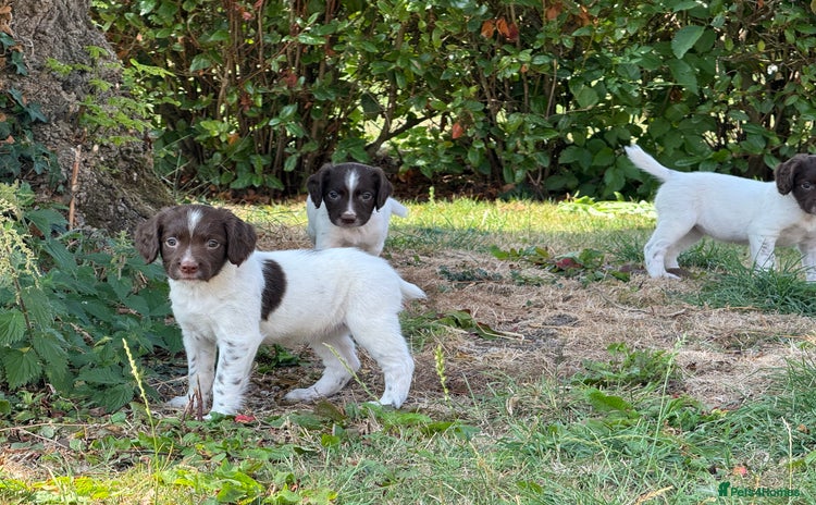 English Springer Spaniel dogs - Advert 2