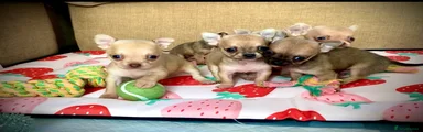Chihuahua Puppy 4