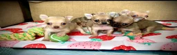 Chihuahua dogs for sale: Family pups ready may 24th  in Godstone - Advert 5