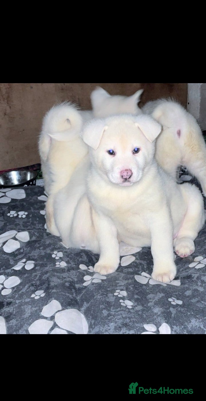 Japanese Akita Inu dogs Japanese Akita Inu Puppies  - Advert 1