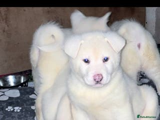 Japanese Akita Inu dogs Japanese Akita Inu Puppies - Advert 1