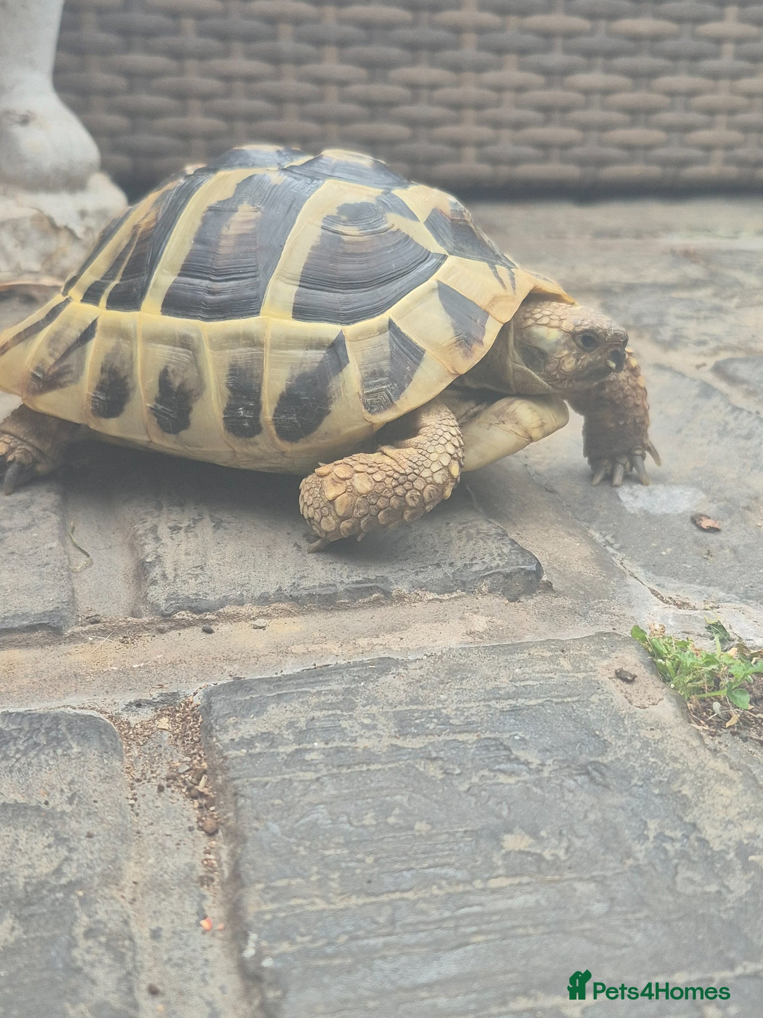 Tortoise reptiles Tortoise  - Advert 1