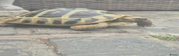 Tortoise reptiles for sale: Tortoise  in Coatbridge - Advert 1