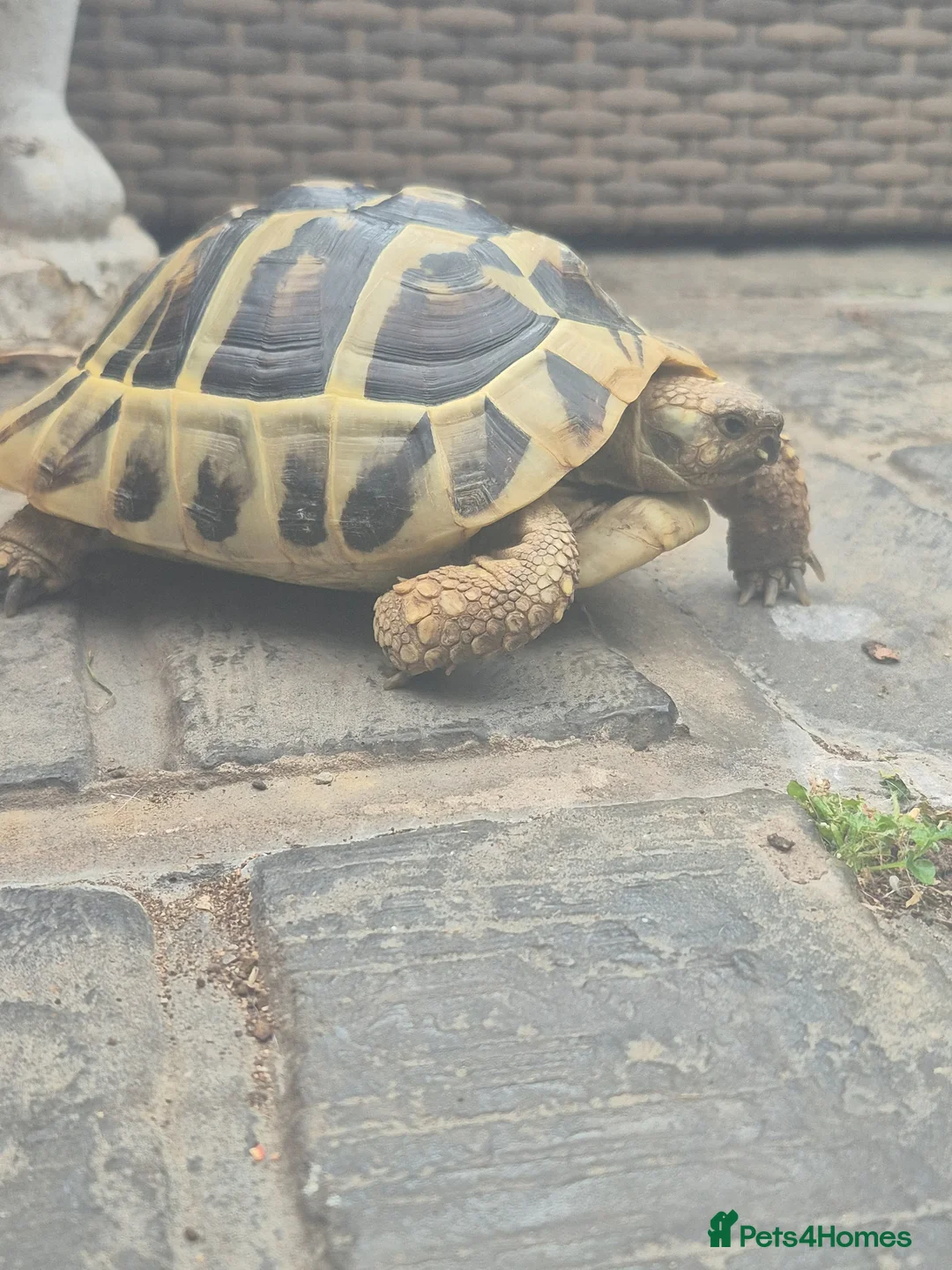 Tortoise reptiles for sale: Tortoise  in Coatbridge - Advert 1
