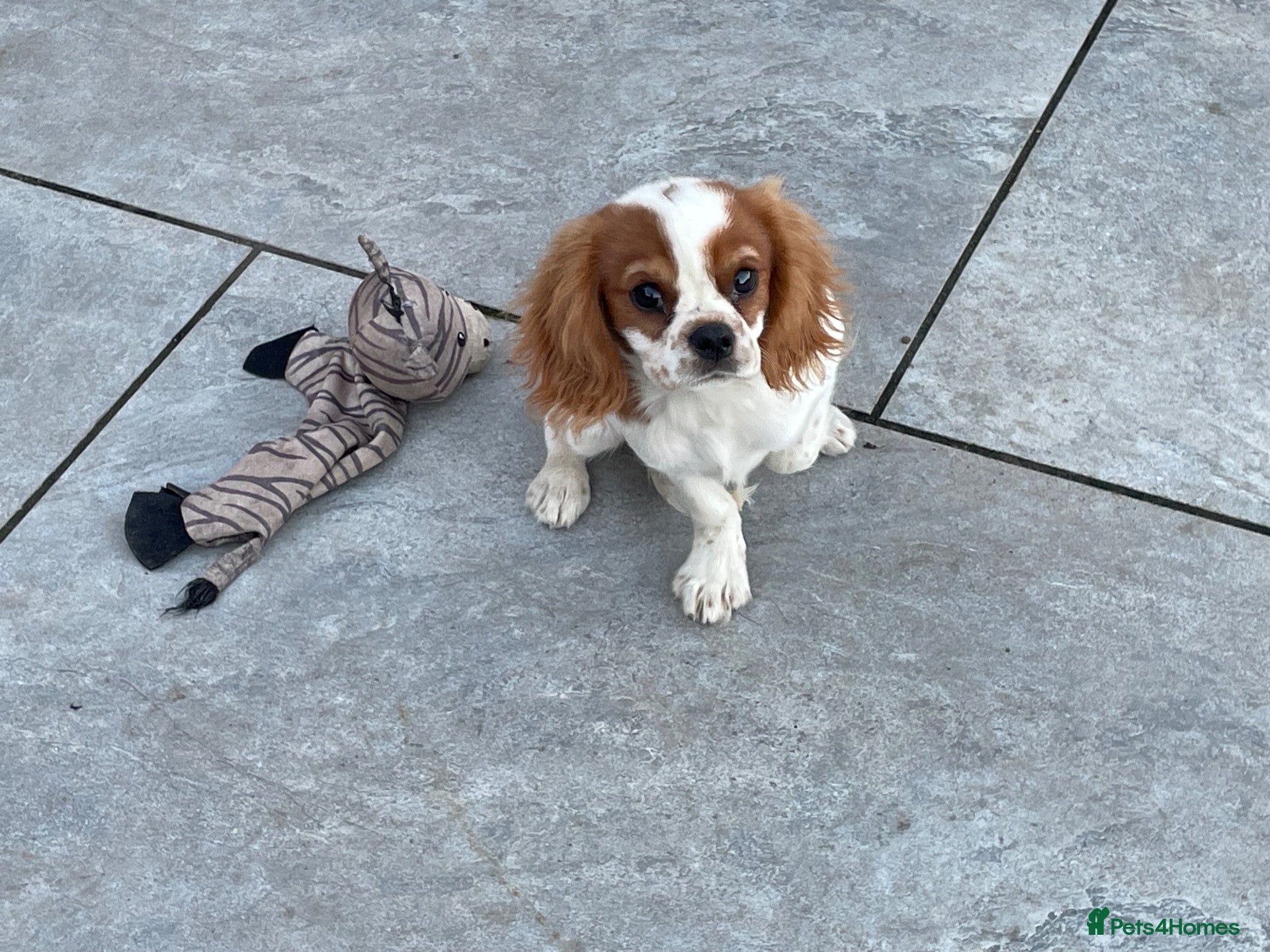 Cavalier King Charles Spaniel dogs Cavalier King Charles puppies - Advert 1