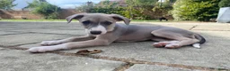 Whippet dogs for sale: KC Registered Pedigree Whippet Puppies for Sale in Salisbury - Advert 10