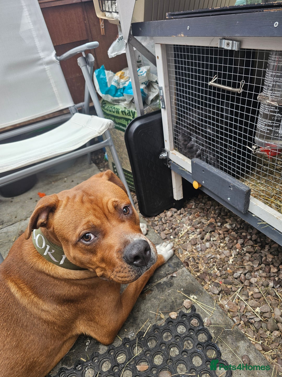 Mixed Breed dogs for sale: Male Staffy  ** tiff x Ridgeback 1 year old - Advert 12