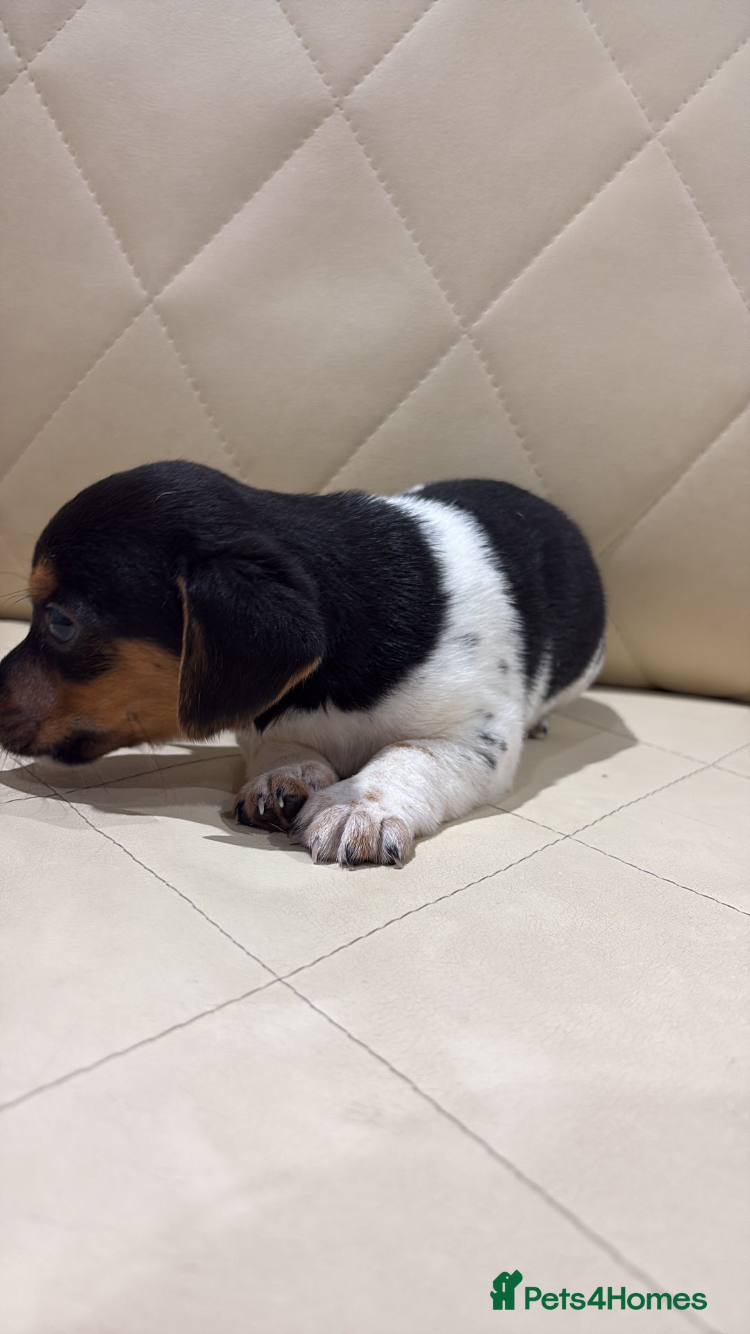 Jack Russell dogs for sale: Jack Russell - Advert 5