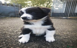 Border Collie dogs for sale: Beautiful Fluffy Collie Puppies  - Image 23