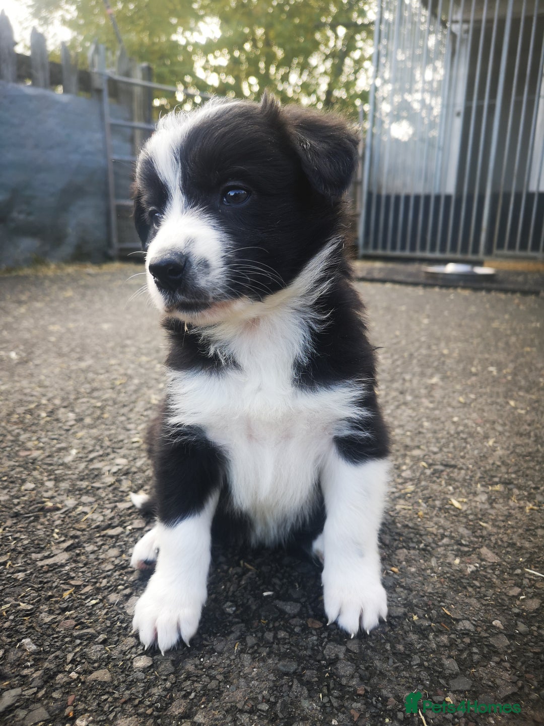 Border Collie dogs for sale: Beautiful Fluffy Collie Puppies  - Image 23