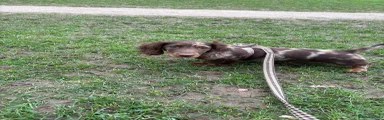 Miniature Dachshund 1