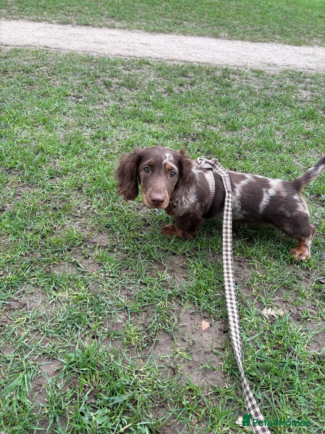 Miniature Dachshund dogs for sale: True type mini long haired dachshund  - Advert 2