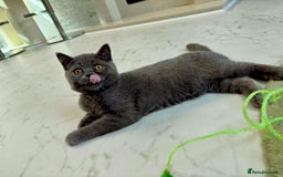 British Shorthair cats for sale: British Shorthair - Image 9