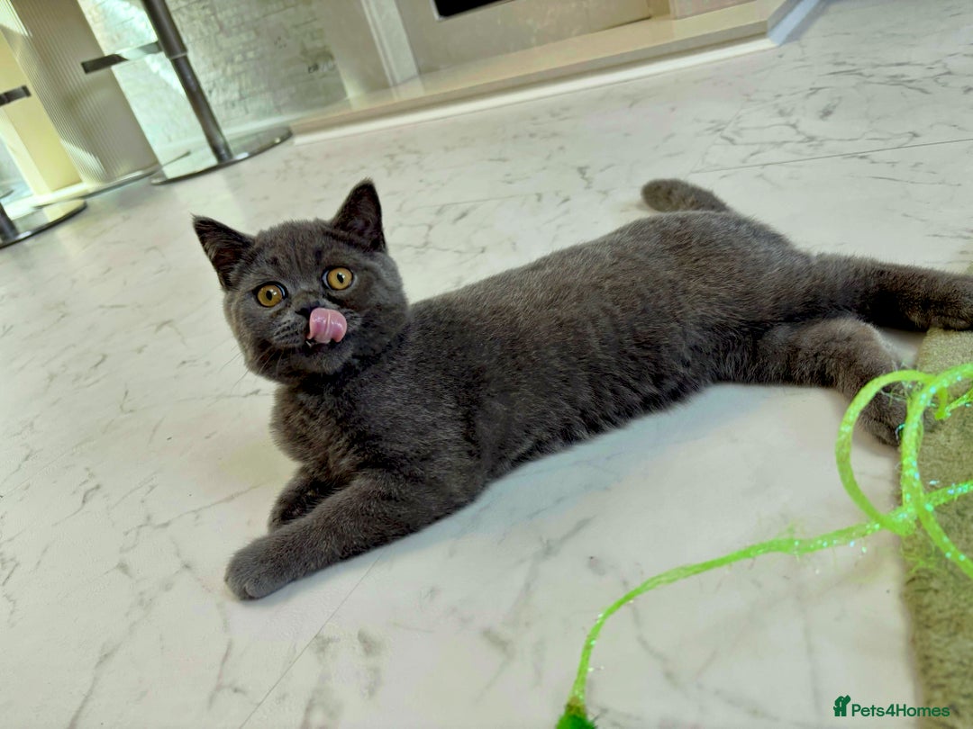 British Shorthair cats for sale: British Shorthair - Image 9
