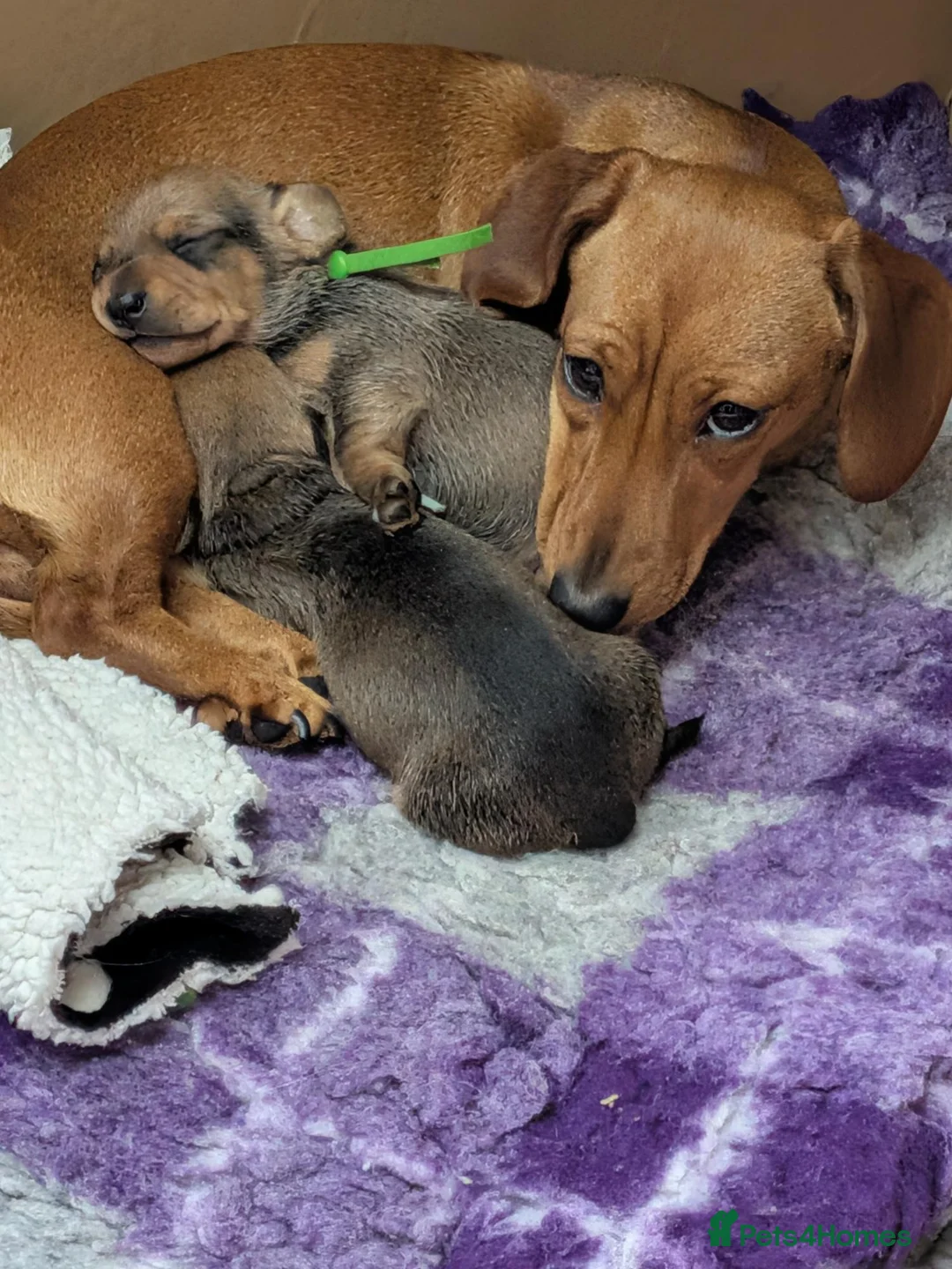 Miniature Dachshund dogs for sale: Mini Smooth Dachshund - Shaded Red Boy  x 2 - Advert 2