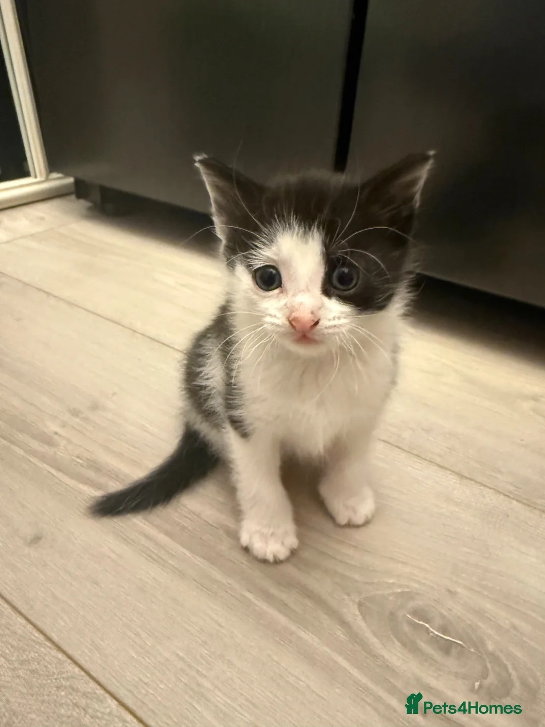 Mixed Breed cats for sale: 2 female & 1 male kittens ❤️ - Advert 2