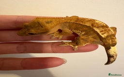 Gecko reptiles for sale: Stunning tangerine cappuccino crested gecko  - Advert 8