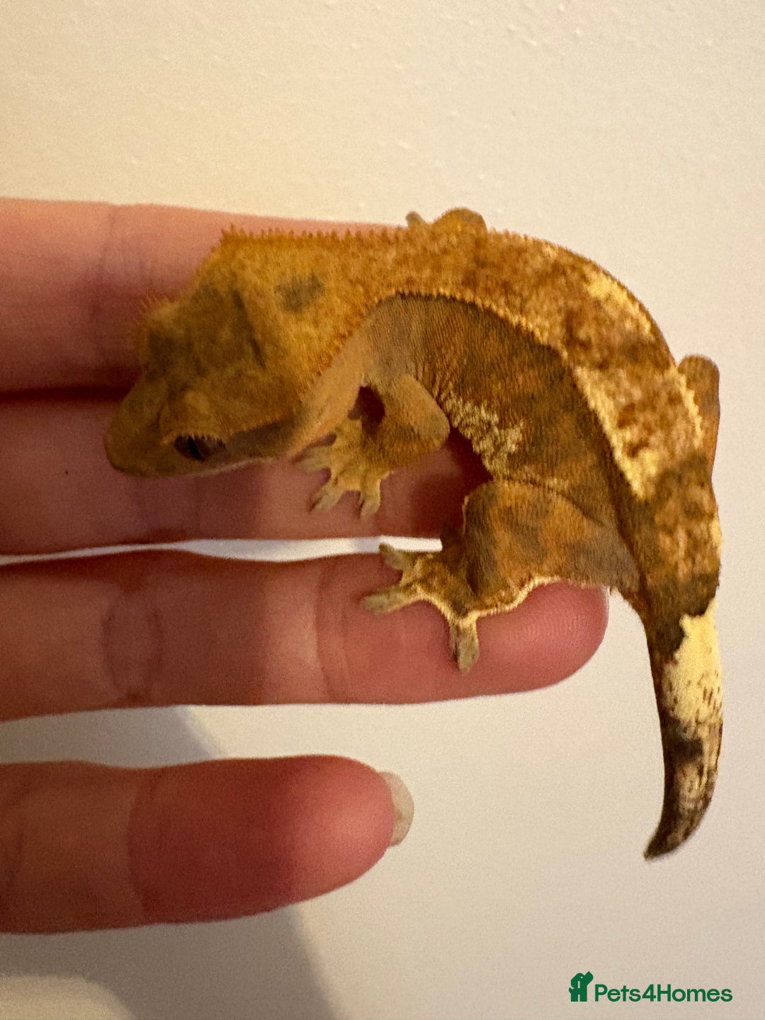 Gecko reptiles for sale: Stunning tangerine cappuccino crested gecko  - Advert 8