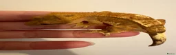 Gecko reptiles for sale: Stunning tangerine cappuccino crested gecko  - Advert 9