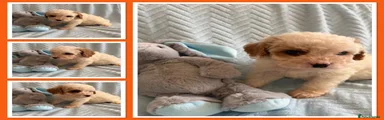 Cavapoo 5