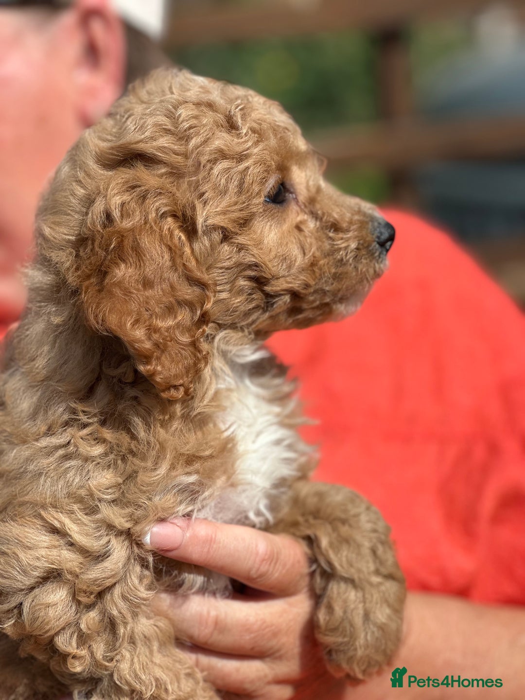 Cavapoo dogs for sale: ⭐️ READY TO FIND THEIR NEW FAMILY NOW⭐️ - Image 9