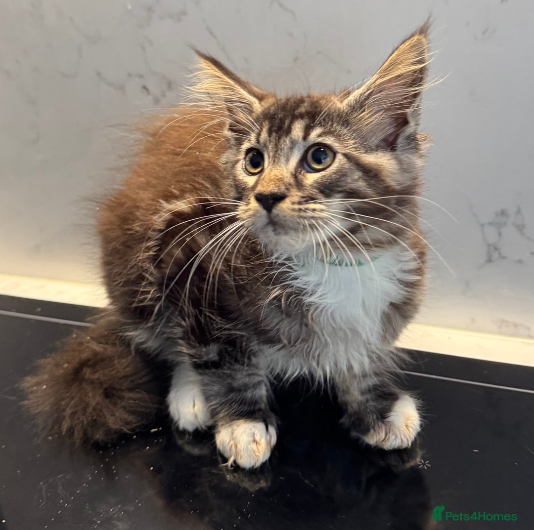 Maine Coon cats for sale: Beautiful Mainecoon kittens ready to leave home  - Image 3