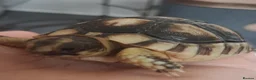 Tortoise reptiles for sale: Baby tortoise for salrle with paperwork in Oswestry - Advert 2