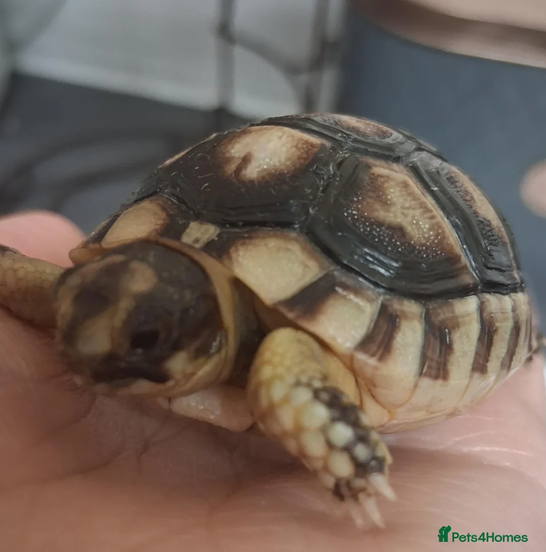 Tortoise reptiles for sale: Baby tortoise for salrle with paperwork in Oswestry - Advert 2