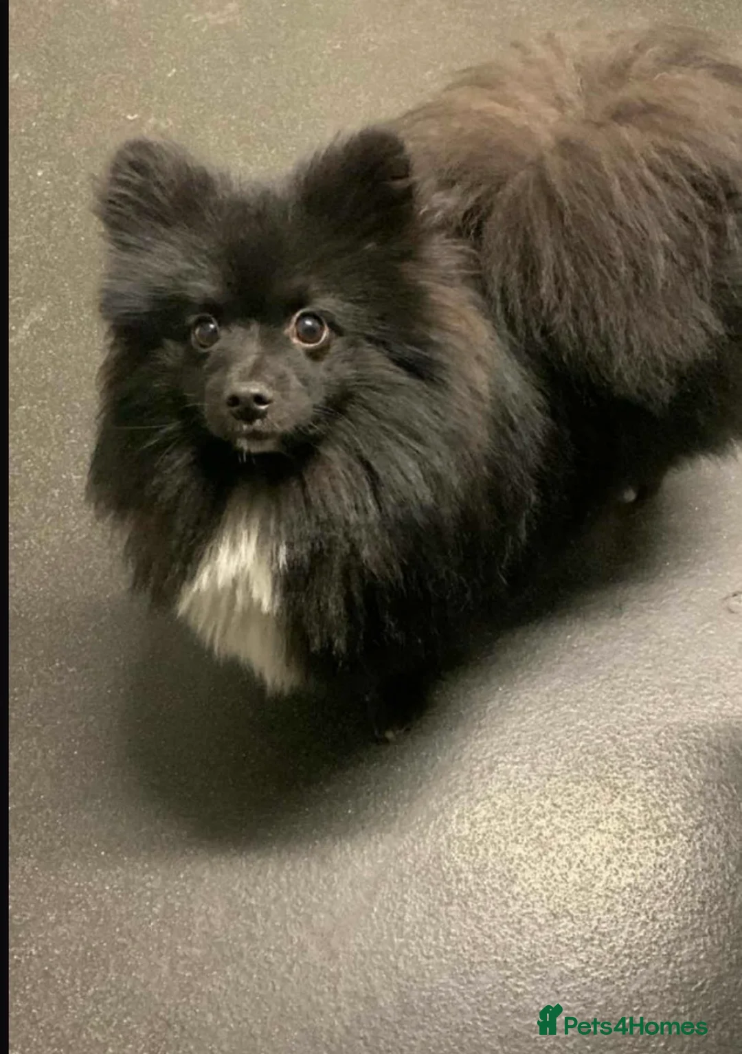 Pomeranian dogs for sale: 11 month old male Pomeranian  - Advert 2