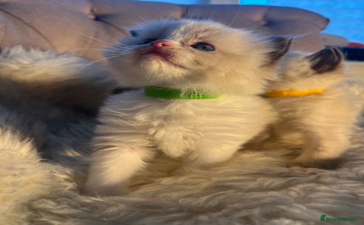 Ragdoll cats for sale - Advert 4
