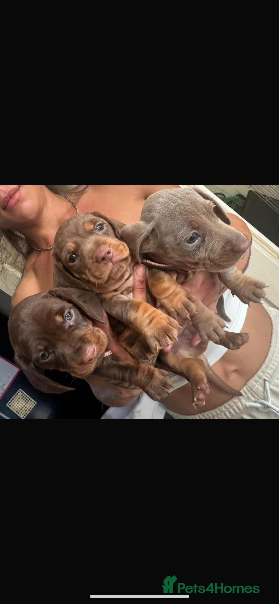 Miniature Dachshund dogs for stud: Birminghams Mr Mini Milky. PROVEN KC Mini Dax stud in Birmingham - Image 6