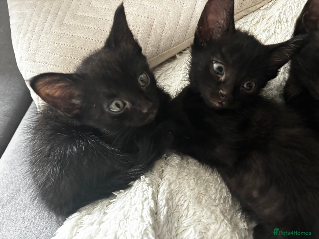 Russian Blue cats for sale: 3 Russian blue - Image 4