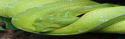 Python Snake reptiles for sale: Manokwari green tree python  - Advert 3