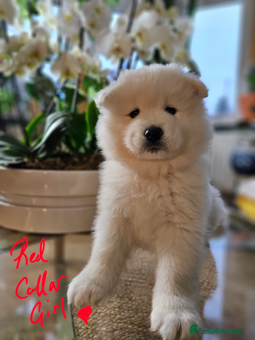 Samoyed dogs for sale: ⭐ EXCEPTIONAL BEAR-HEAD PUPPIES ⭐Champion Heritage - Advert 25