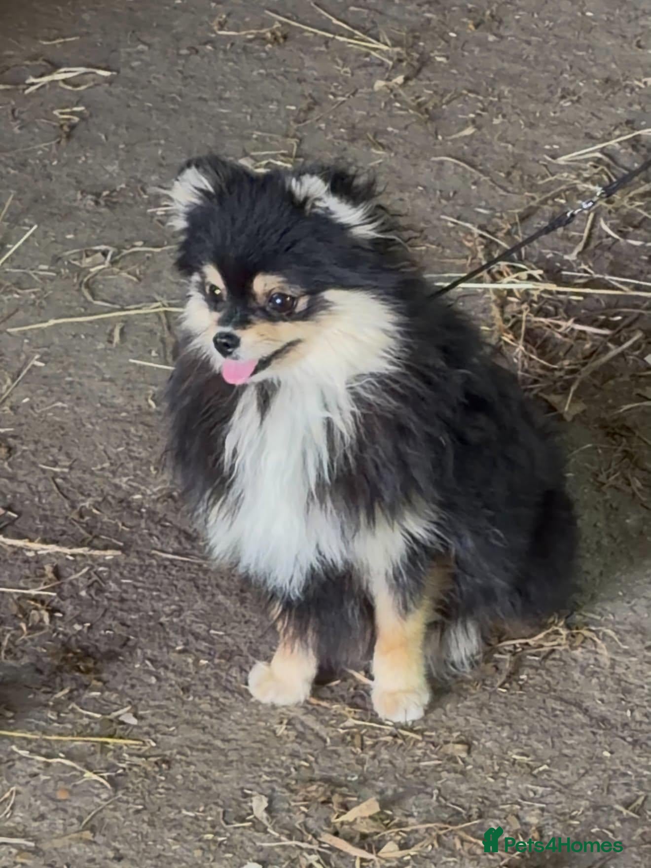 Pomeranian dogs Black and Tan Girl - Advert 11