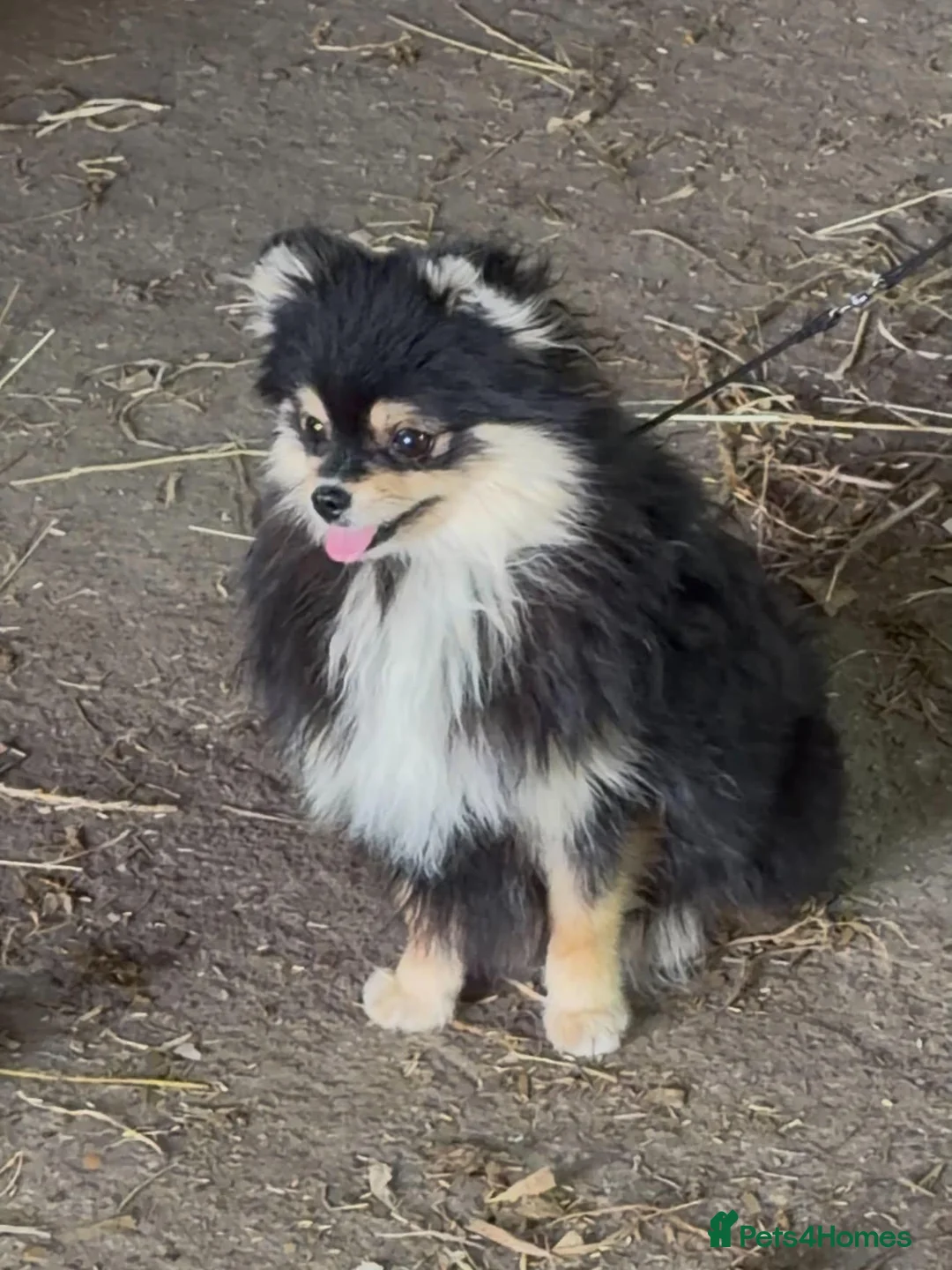 Pomeranian dogs for sale: Black and Tan Girl in March - Advert 1
