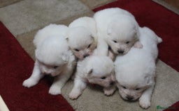 Samoyed dogs for sale: Samoyed puppies - fluff and joy - Image 10