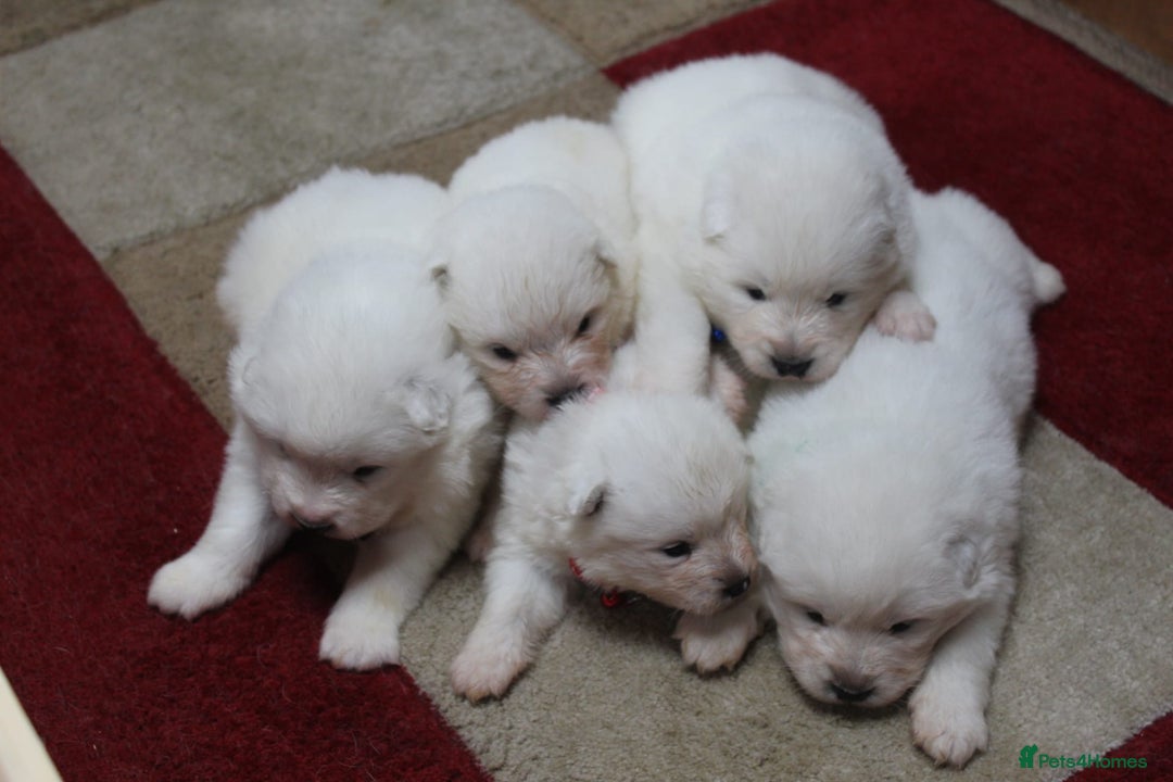Samoyed dogs for sale: Samoyed puppies - fluff and joy - Image 10
