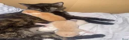Mixed Breed cats for sale: Beautiful ginger kittens.  - Advert 13