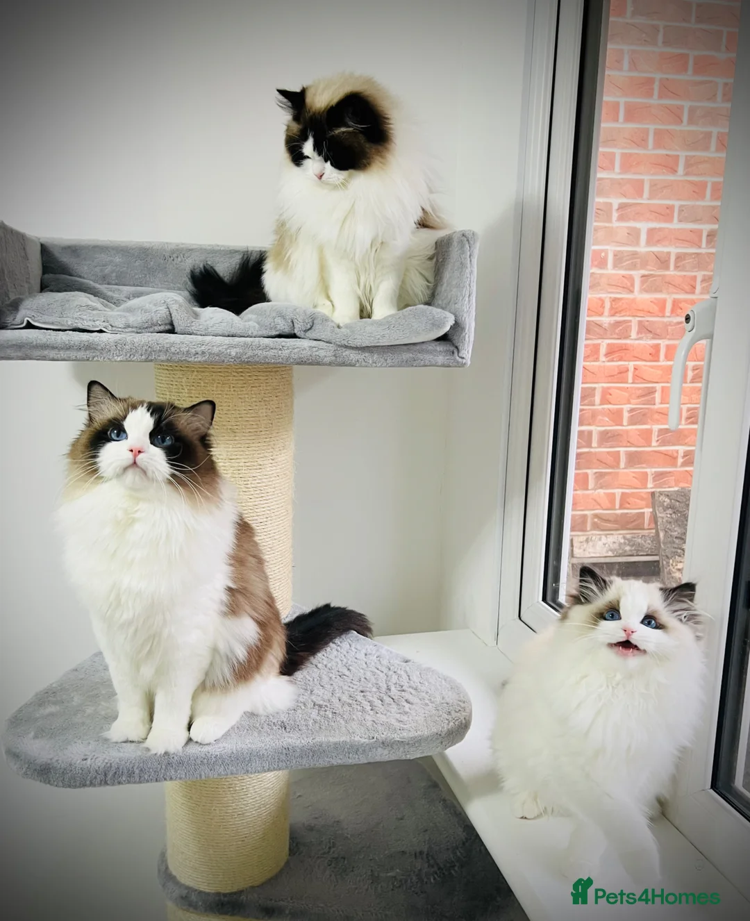 Ragdoll cats for sale: Beautiful ragdoll girl  - Advert 8