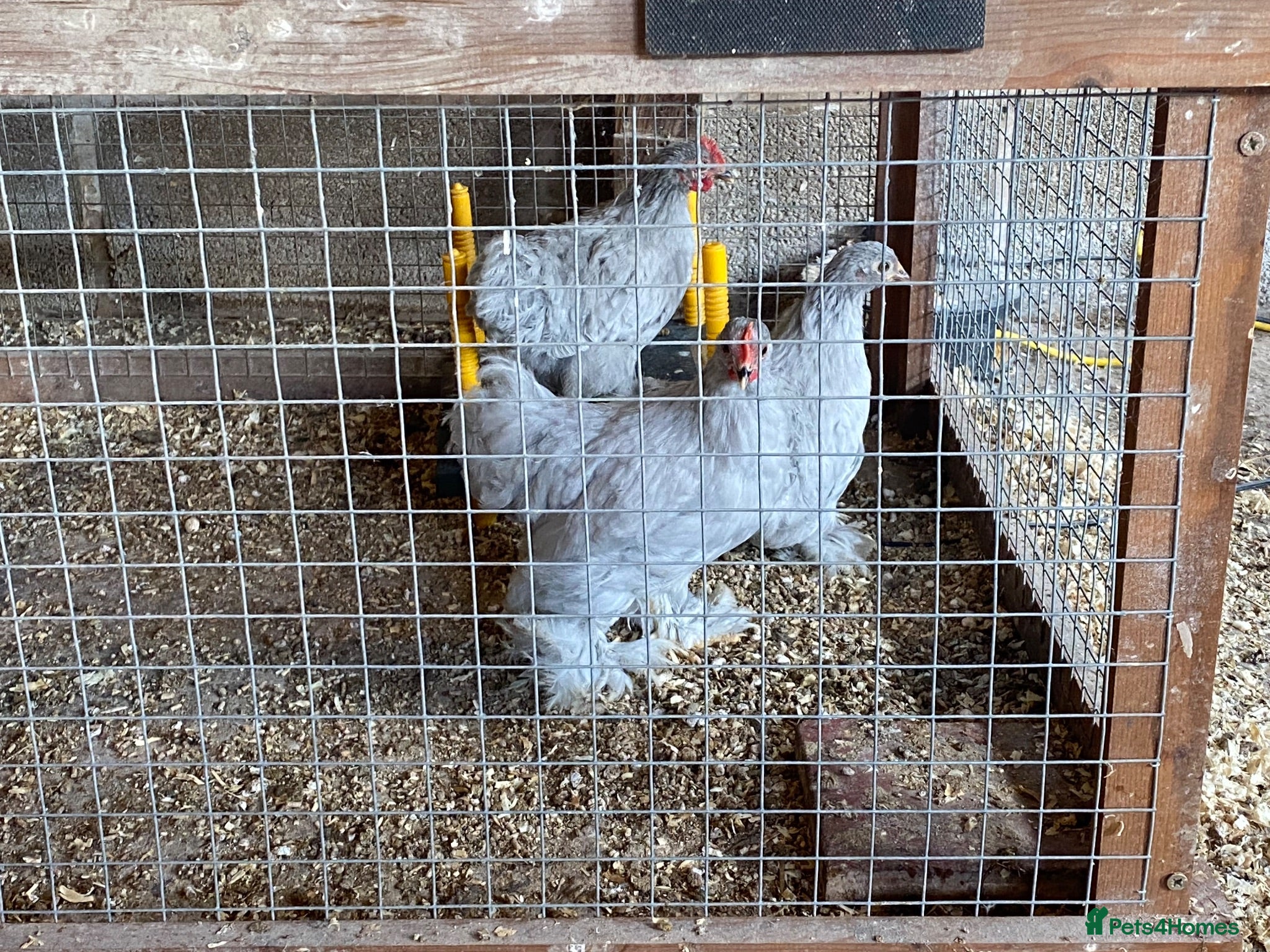 Chickens poultry Lavender Pekin Bantams - Advert 17